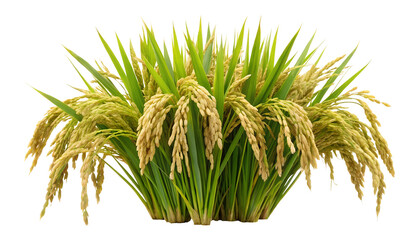 Obraz premium Lush golden ripe rice plants isolated on transparent background PNG