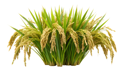 Lush golden ripe rice plants isolated on transparent background PNG