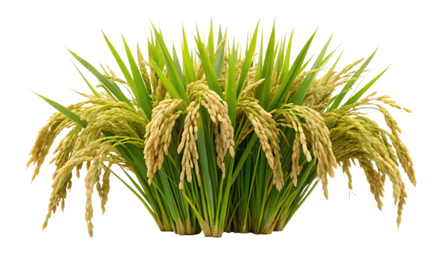 Lush golden ripe rice plants isolated on transparent background PNG