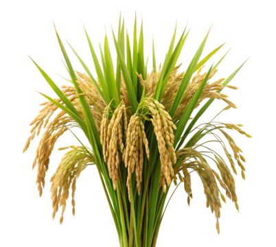 Golden rice grains with green stalks on transparent background PNG