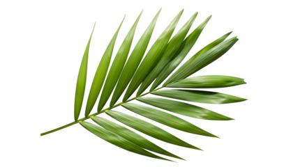 Vibrant green palm leaf, a symbol of tropical nature and relaxation, isolated on transparent background