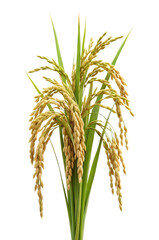 Obraz premium Golden ripe rice stalks with grains on transparent background PNG