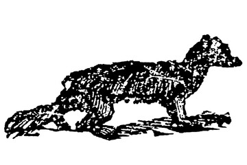 Sable animal, luxurious dark-furred marten species, old vintage illustration, 1897.