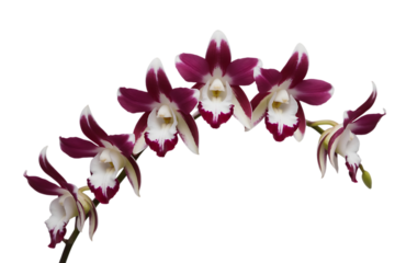 A delicate spray of deep pink and white orchid flowers with intricate details isolated on transparent background