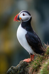 Obraz premium American puffin perched on coastal rock in Iceland’s rugged landscape