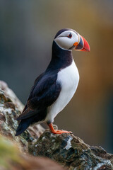 Fototapeta premium American puffin perched on coastal rock in Iceland’s rugged landscape