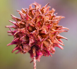 Macro Sweet Gum Tree Seed Ball Isolated Against a Soft Background 