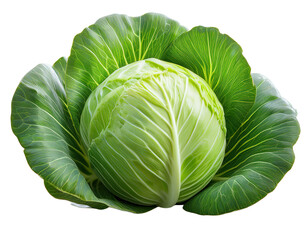 Fototapeta premium A head of cabbage with tightly packed pale green leaves surrounded by larger, looser, veined, light green outer leaves.