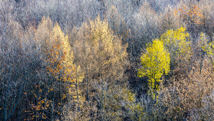 panoramic view of colorful forest with bare trees