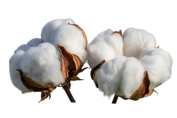 Close up of fluffy white cotton bolls with brown centers isolated on transparent background