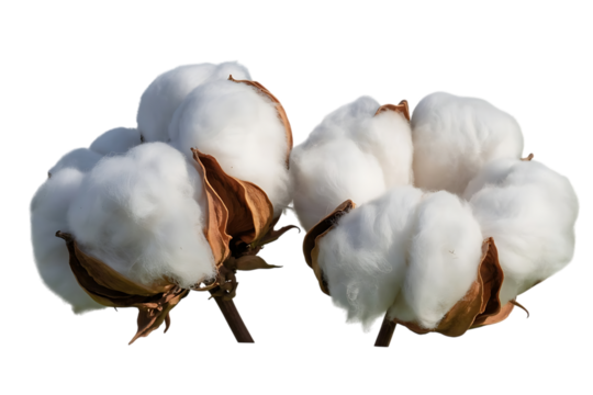 Close up of fluffy white cotton bolls with brown centers isolated on transparent background