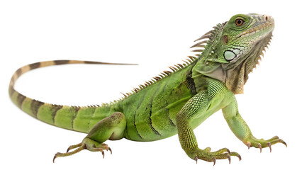 Obraz premium Beautiful iguana cut out isolated on white background PNG. AI GENERATED.