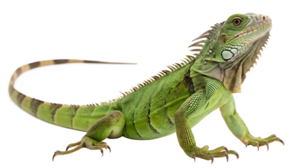 Beautiful iguana cut out isolated on white background PNG. AI GENERATED.