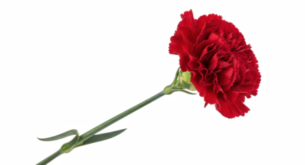 Vibrant Red Carnation Flower with Green Stem Isolated on a Solid Dark Field