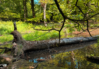 A serene forest clearing features a fallen tree across a small pond. Sunlight filters through lush green foliage, creating reflections on the water's surface near Cullingworth, Yorkshire, UK