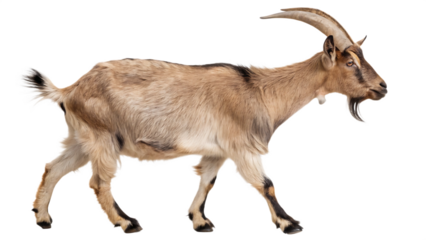 Somali goat cut out isolated on white background PNG. AI GENERATED.