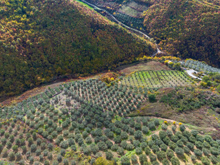 Albania village panoramic drone view olive plantation