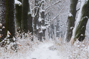 Pierwszy śnieg w listopadzie 2025 pokrywający drzewa w spokojnym, zimowym krajobrazie.