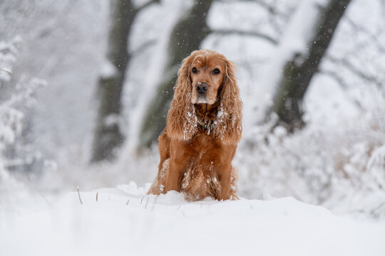 Fototapeta Portret rudego cocker spaniela siedzącego na śniegu w zimowej scenerii, z miękkim naturalnym światłem i spokojnym, nastrojowym klimatem.