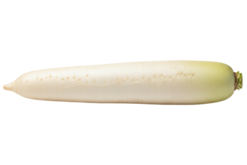 Fresh whole raw organic white daikon radish vegetable isolated on a transparent background
