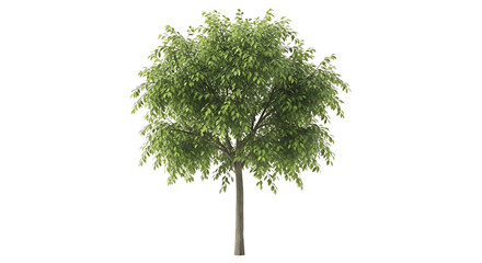 Green Tree Isolated on White Background.