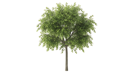 Green Tree Isolated on White Background.