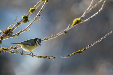Bird (blue tit) perched on a branch with a blurred bokeh background