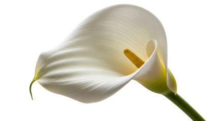 Elegant White Calla Lily Flower on White Background.