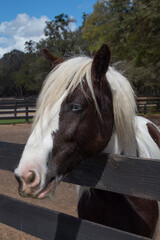 Closeup portrait of a beautiful Gypsy Vanner horse