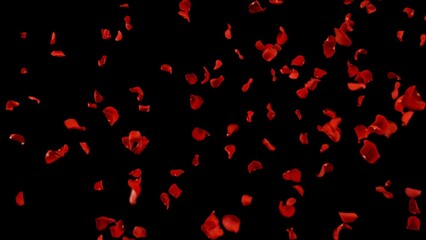 Freeze motion of flying rose petals isolated on black background.