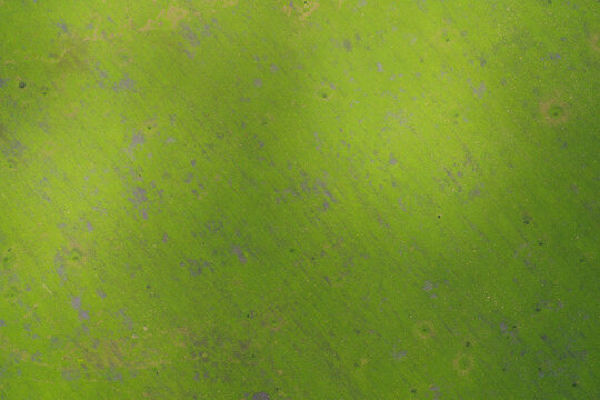 High-angle abstract close-up of a dynamic bright green organic surface texture with diagonal lines and subtle color variations. Conceptual background for digital art, modern design and environment.