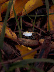 Tiny white delicate mushroom nestled among autumn leaves and dead wood in a dark, moody forest floor.
