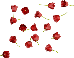 Red Tulip Flowers
