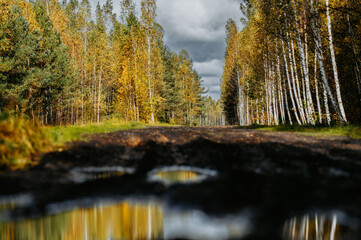 Autumn Country Road Through Birch Forest Under Cloudy Sky