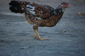 A collection of Aseel gamefowl (chickens) with striking mottled brown and white plumage are captured in a rustic farmyard