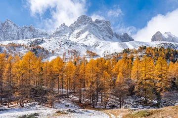 Fototapete Alpen Mountain peaks covered in snow rising above vibrant autumn larch forest in the Cerces Massif, Claree Valley. Early winter in the Hautes-Alpes, French Alps. France  © Francois Roux