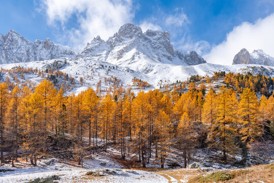 Mountain peaks covered in snow rising above vibrant autumn larch forest in the Cerces Massif, Claree Valley. Early winter in the Hautes-Alpes, French Alps. France
