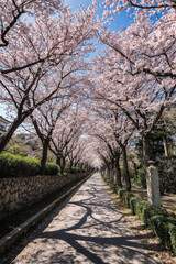 Perspective view of a country lane leading under a romantic archway of pink cherry blossoms on a sunny spring day