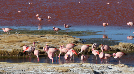 James's flamingos in Laguna Colorada, Bolivia