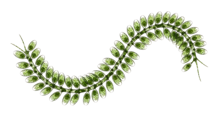 Microscopic view of a green algae chain with detailed cellular structures.