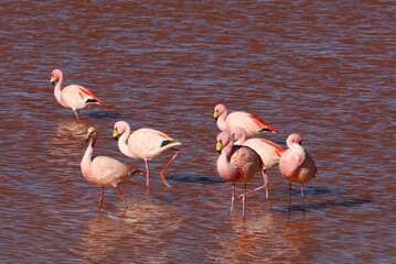 James's flamingos in Laguna Colorada, Bolivia