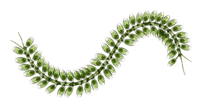 Microscopic view of a green algae chain with detailed cellular structures.