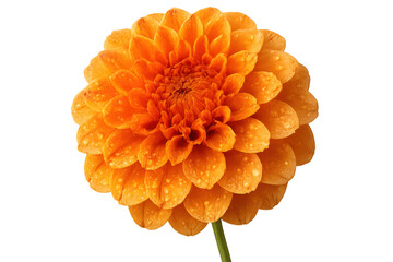 Orange dahlia flower blooming with water drops on petals, vibrant fresh autumn flora on transparent background