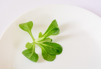 A leaf of green lettuce lying on a white plate