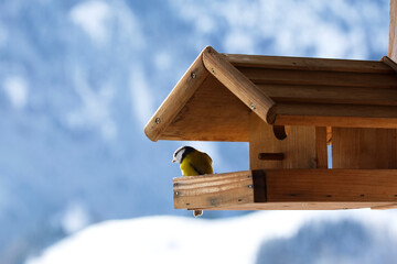 Blaumeise am Futterhäuschen