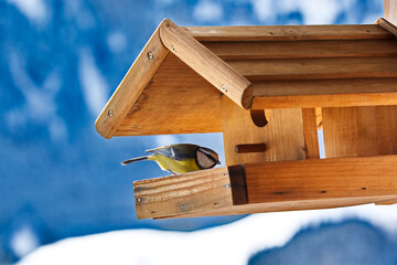 Blaumeise am Futterhäuschen