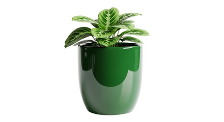 Obraz premium Prayer plant in a green pot on a white background.