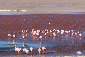 Fototapeta premium James's flamingos in Laguna Colorada, Bolivia