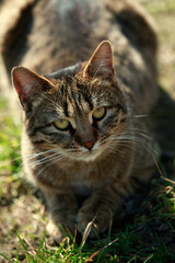 Portrait of cute street cat