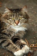 Obraz premium Portrait of cute street cat
